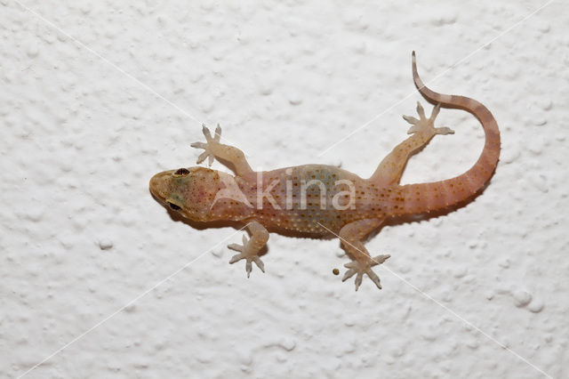 Turkisch gecko (Hemidactylus turcicus )