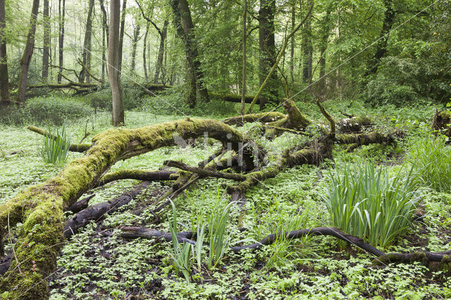 Gele lis (Iris pseudacorus)