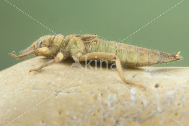 Gele rombout (Gomphus simillimus)