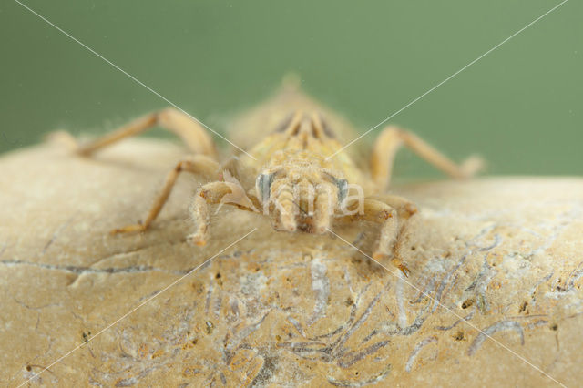 yellow club-tailed dragonfly (Gomphus simillimus)