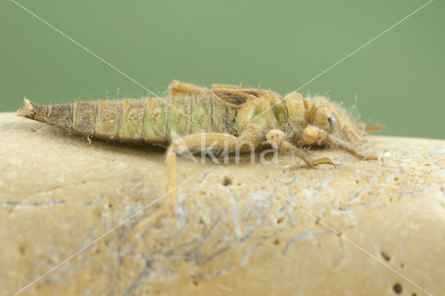 yellow club-tailed dragonfly (Gomphus simillimus)