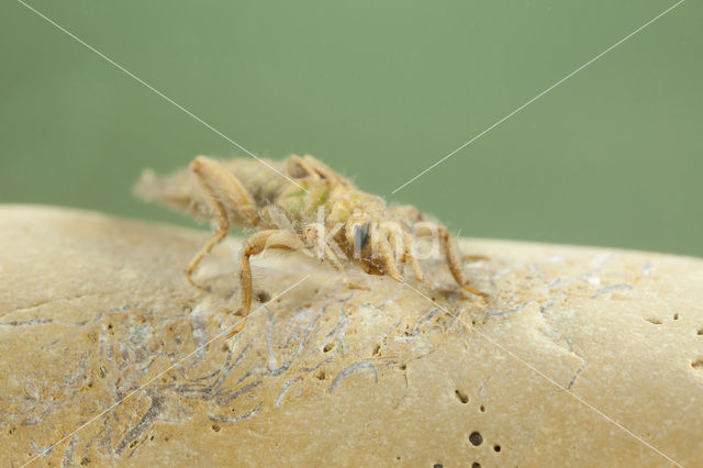 yellow club-tailed dragonfly (Gomphus simillimus)