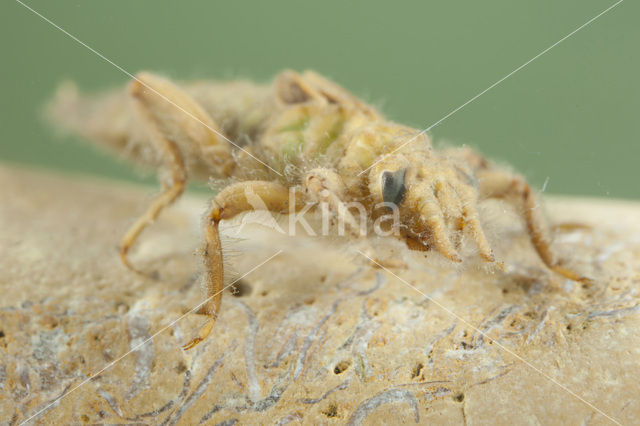 Gele rombout (Gomphus simillimus)