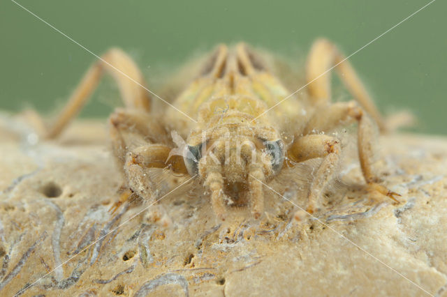 yellow club-tailed dragonfly (Gomphus simillimus)