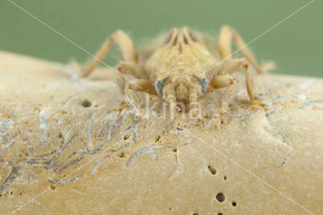 Gele rombout (Gomphus simillimus)