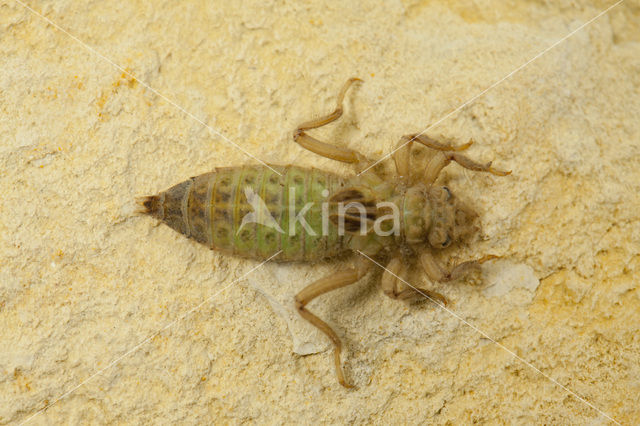 yellow club-tailed dragonfly (Gomphus simillimus)