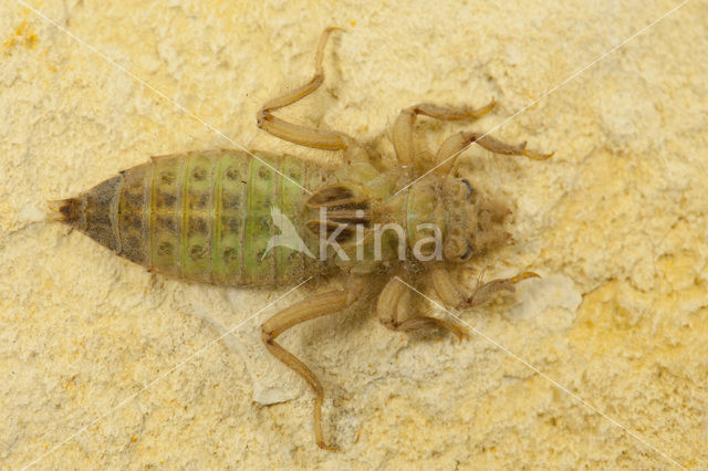 Gele rombout (Gomphus simillimus)