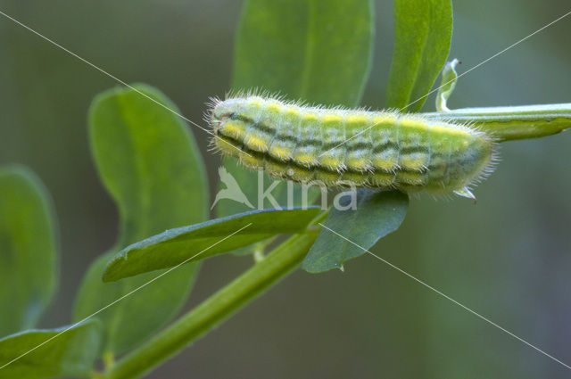 Polyommatus daphnis