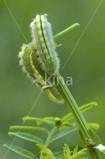 Polyommatus daphnis