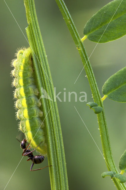 Getand blauwtje (Polyommatus daphnis)