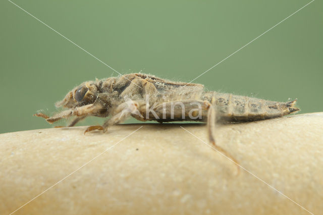 Gevorkte rombout (Gomphus graslinii)