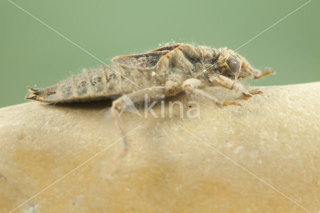 Gomphus graslinii (red list IUCN