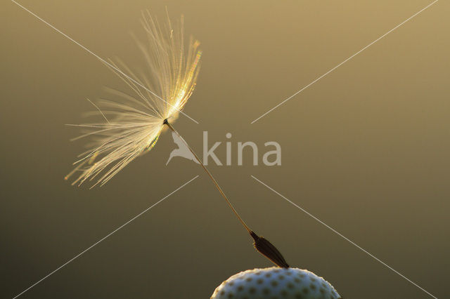 Gewone paardenbloem (Taraxacum officinale)