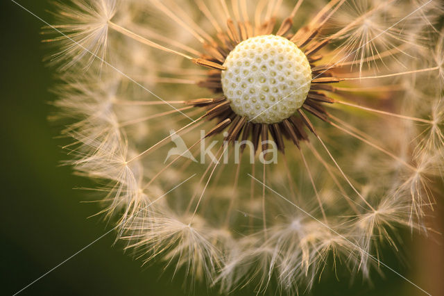 Gewone paardenbloem (Taraxacum officinale)