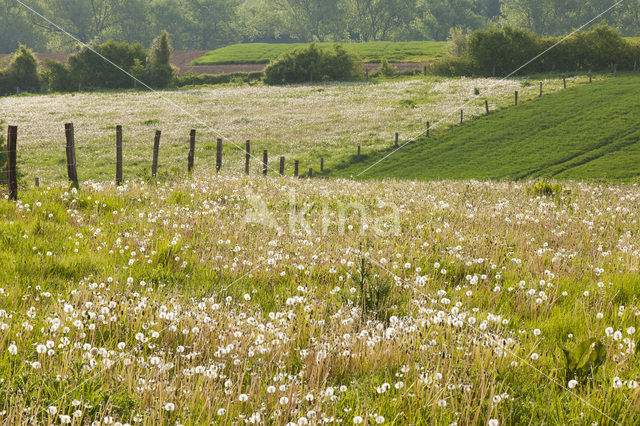 Common Dandelion (Taraxacum officinale)