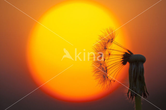 Common Dandelion (Taraxacum officinale)