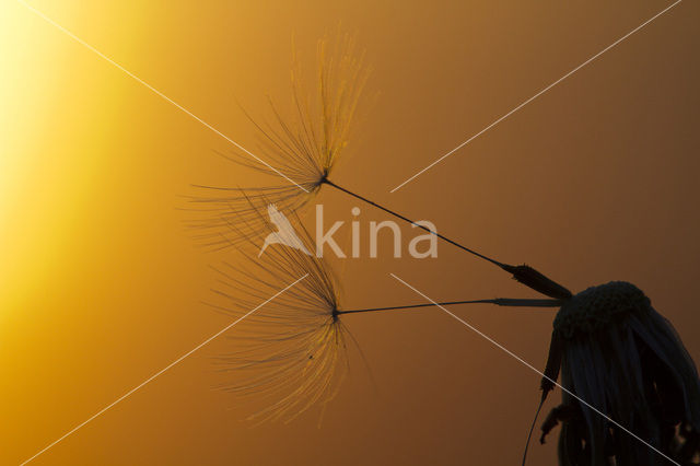 Common Dandelion (Taraxacum officinale)