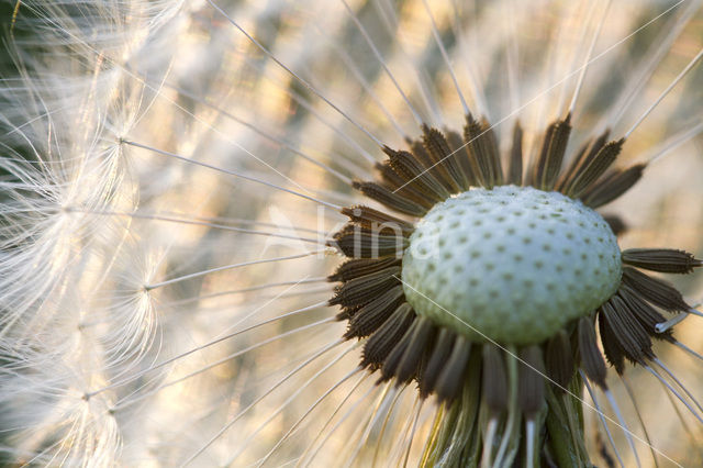 Gewone paardenbloem (Taraxacum officinale)