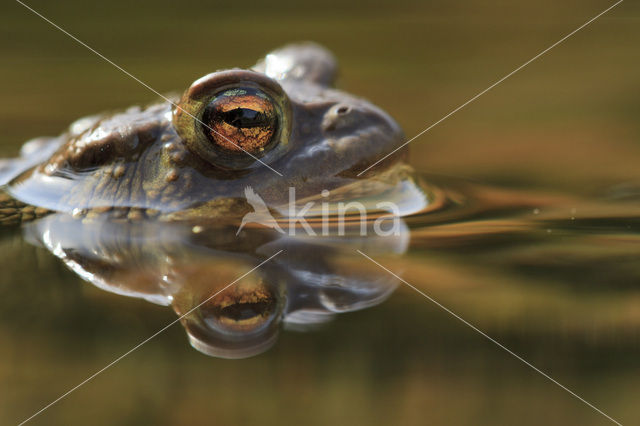 Gewone pad (Bufo bufo)