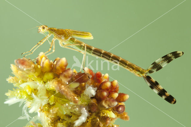 Gewone pantserjuffer (Lestes sponsa)