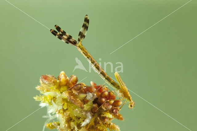 Emerald Damselfly (Lestes sponsa)