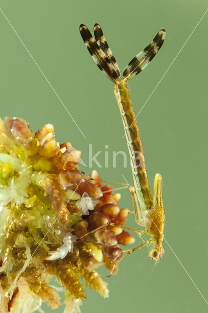 Gewone pantserjuffer (Lestes sponsa)