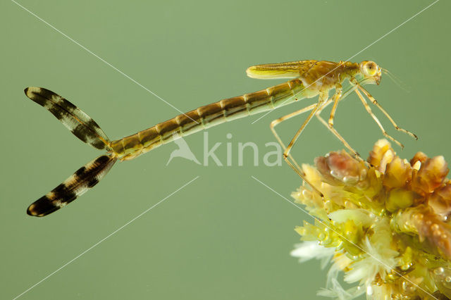 Emerald Damselfly (Lestes sponsa)