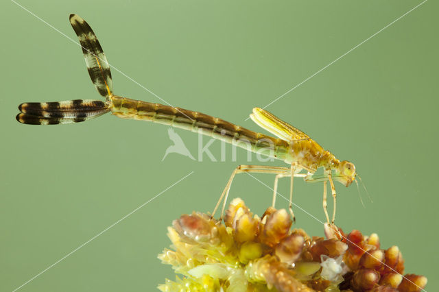 Emerald Damselfly (Lestes sponsa)