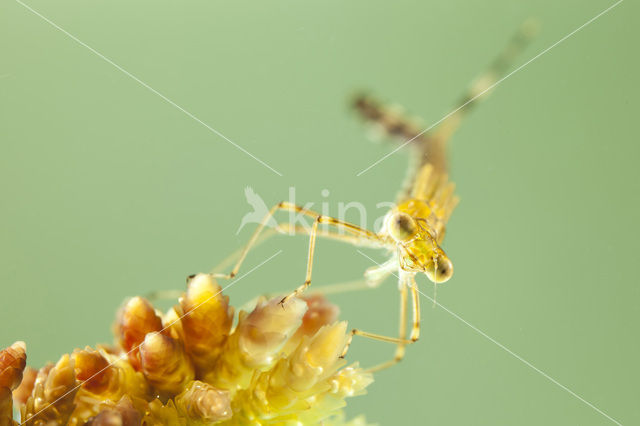 Emerald Damselfly (Lestes sponsa)