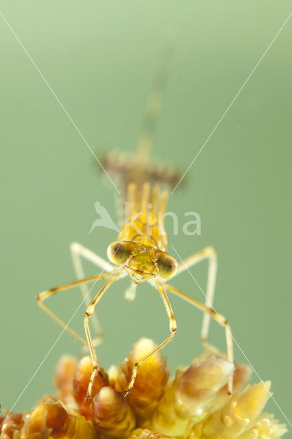 Gewone pantserjuffer (Lestes sponsa)