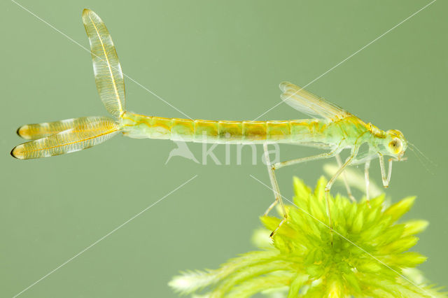 Emerald Damselfly (Lestes sponsa)