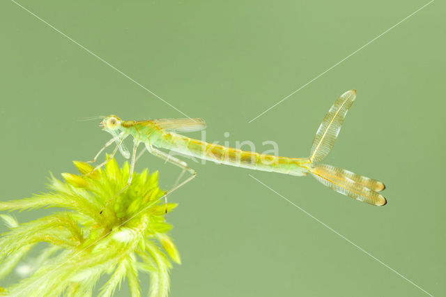 Gewone pantserjuffer (Lestes sponsa)