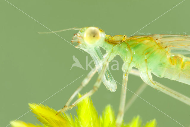 Emerald Damselfly (Lestes sponsa)