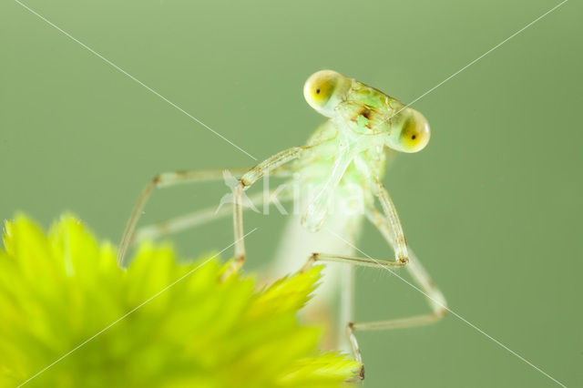 Gewone pantserjuffer (Lestes sponsa)