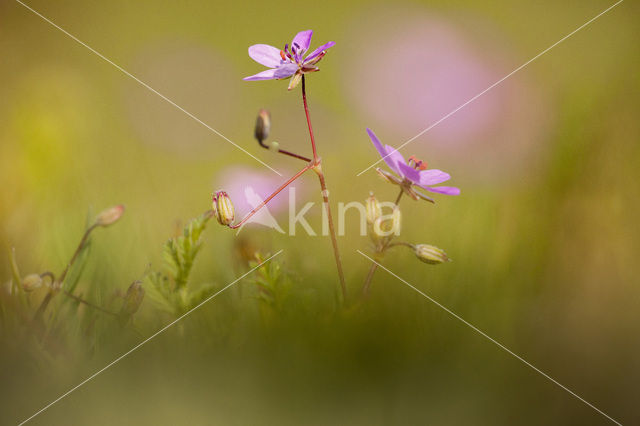 Gewone reigersbek (Erodium cicutarium)