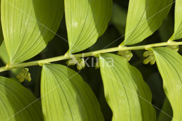 Solomon’s seal (Polygonatum multiflorum)