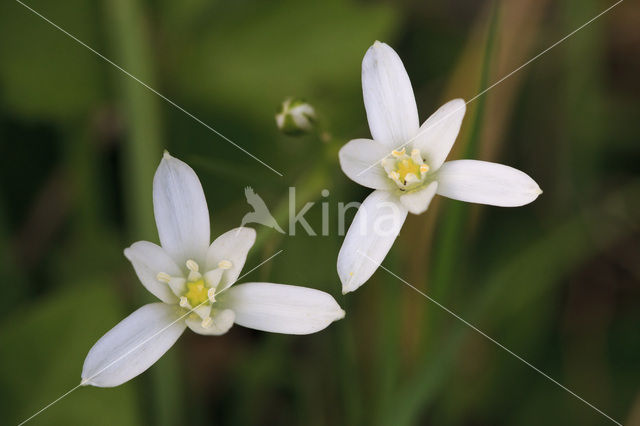 Common star of Bethlehem (Ornithogalum umbellatum)