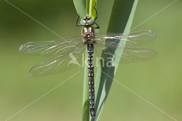 Hairy Dragonfly (Brachytron pratense)