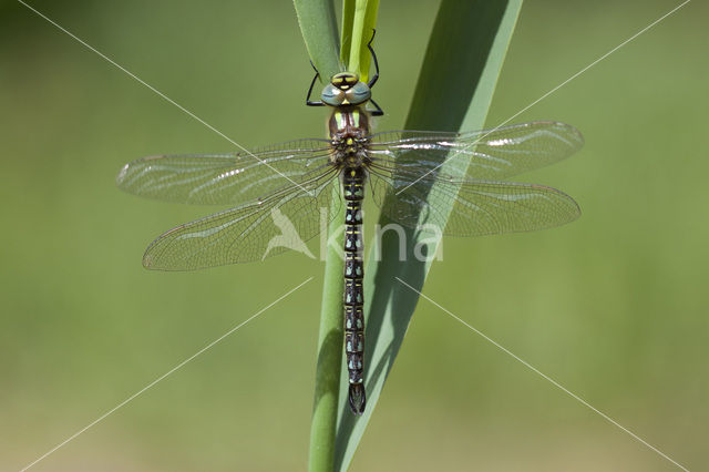 Hairy Dragonfly (Brachytron pratense)