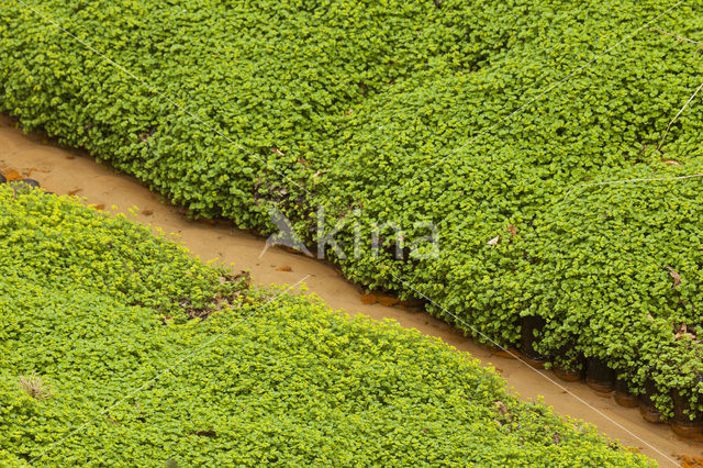 Golden Saxifrage (Chrysosplenium spec.)