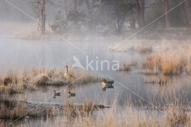 Grauwe Gans (Anser anser)