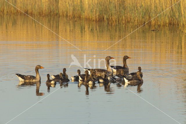 Grey Lag-Goose (Anser anser)
