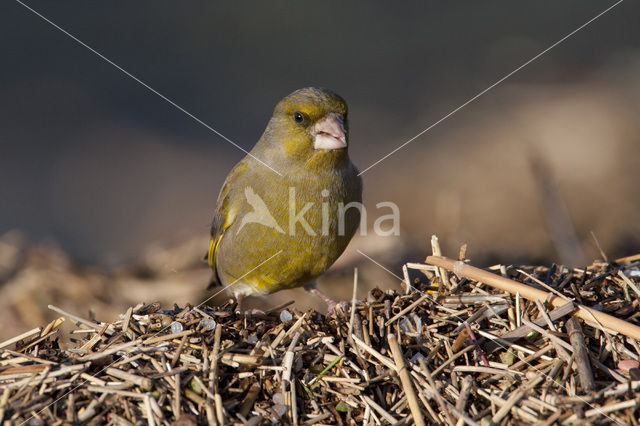 Groenling (Carduelis chloris)