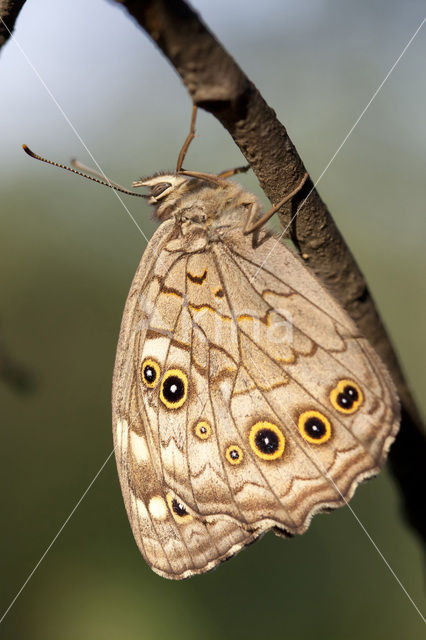 Grote schaduwzandoog (Kirinia roxelana)