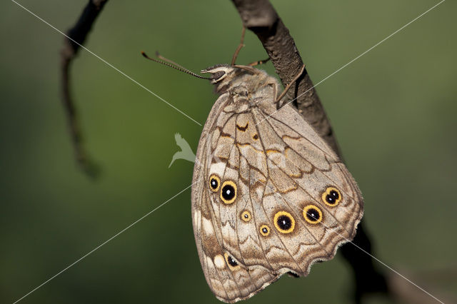 Grote schaduwzandoog (Kirinia roxelana)