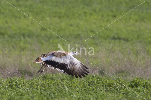 Great Bustard (Otis tarda)