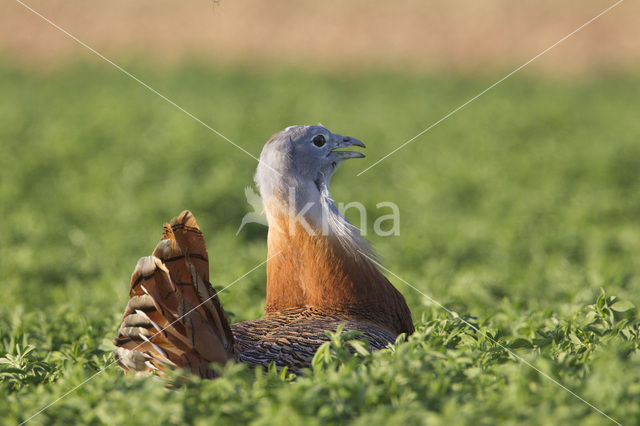 Great Bustard (Otis tarda)