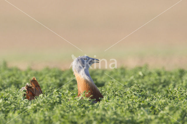 Great Bustard (Otis tarda)