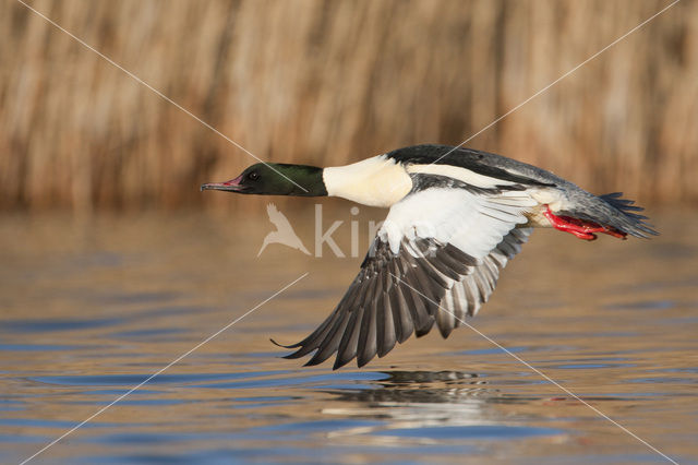 Grote Zaagbek (Mergus merganser)