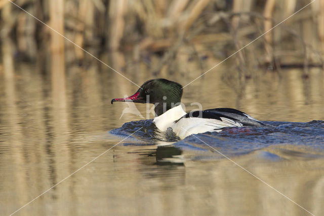 Grote Zaagbek (Mergus merganser)